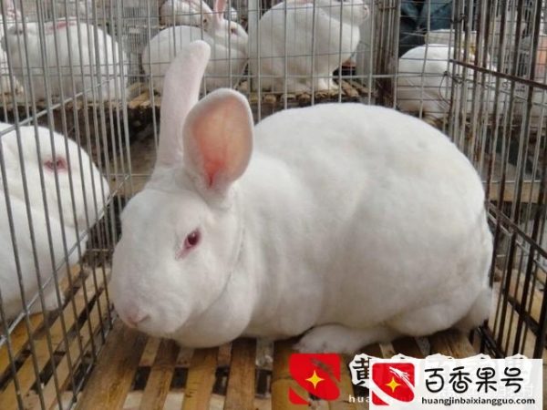 养一千只兔子一年利润？养一千只兔子一年能赚多少钱？