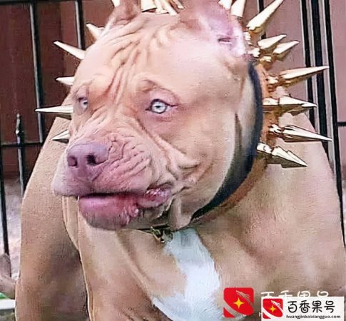 世界上最凶猛的十种狗