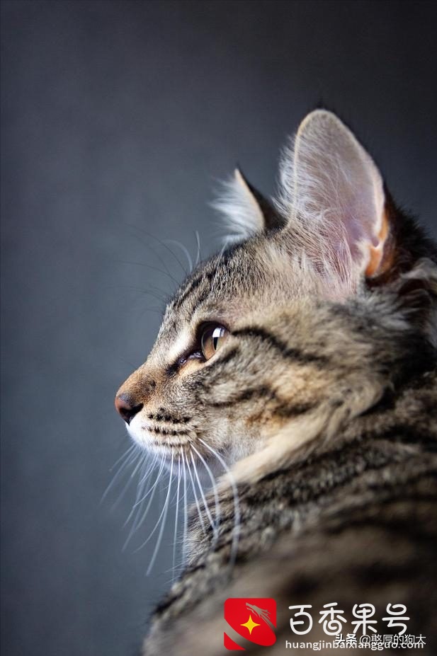 为什么不能养狸花猫？