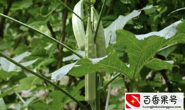 农村种植什么不愁销路