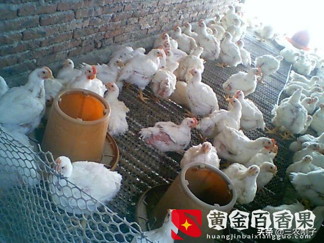 想养殖但没有养殖机地基怎么办
