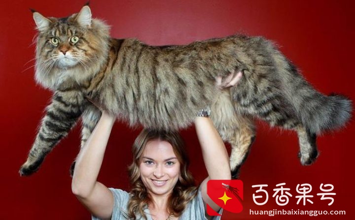 “脾气最好”的6种猫，温顺不伤人，最适合新手养