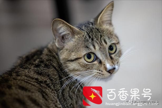 为什么不能养狸花猫？