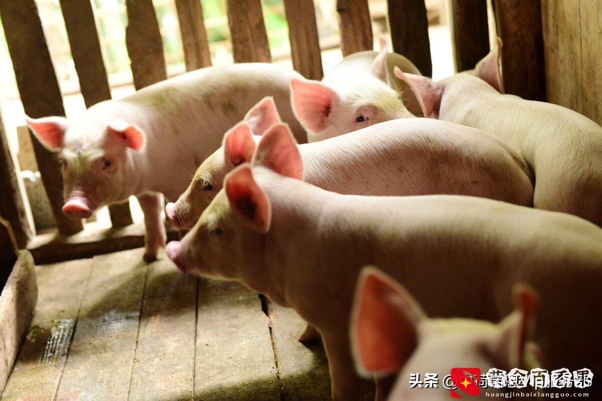 一头猪300斤要多少成本？