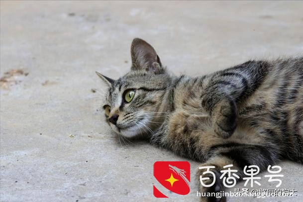 为什么不能养狸花猫？
