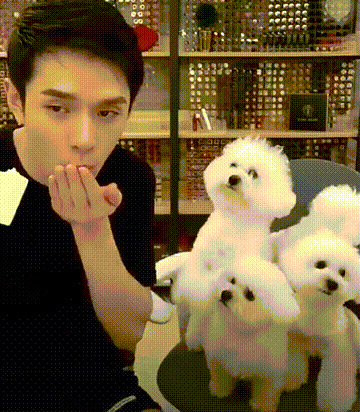狗圈中最受欢迎的小型犬，谁是你心中的第一