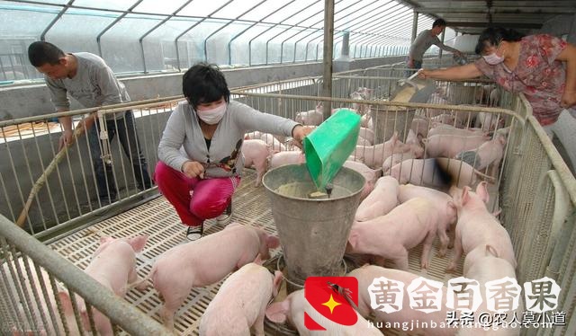 养100头猪国家补贴多少钱