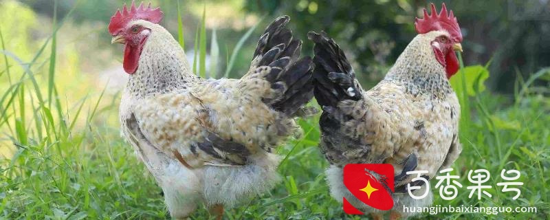 养鸡1000只需投资多少？一千只鸡一年利润多少？