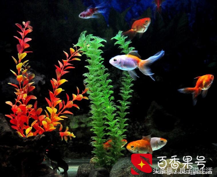 把方法用好，用自来水养鱼一点问题也没有