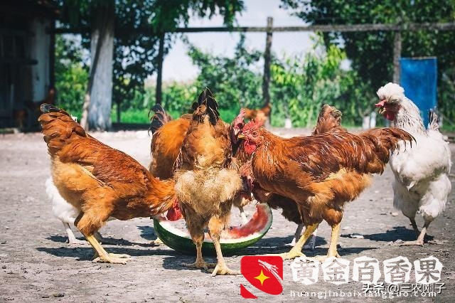 纯土鸡卖160元一只贵吗？纯土鸡多少钱一斤？