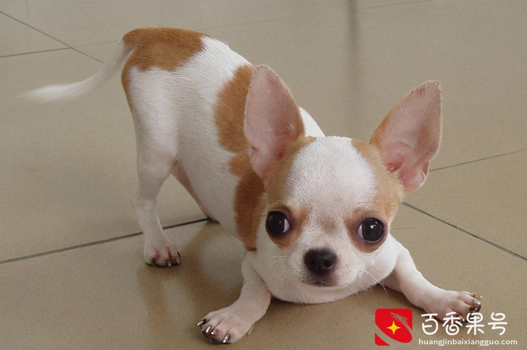 狗圈中最受欢迎的小型犬，谁是你心中的第一