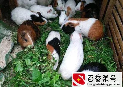现在养殖业什么前景最好