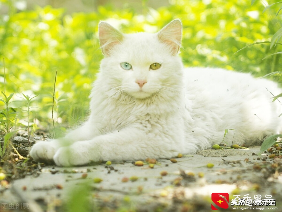 土猫可以当宠物猫养吗？它们有什么不同的地方？