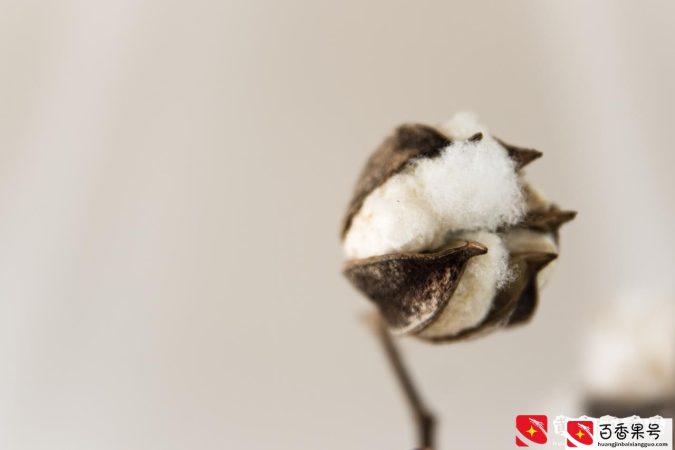 纯棉还有假？关于“棉花”的硬核知识，看这篇就够啦