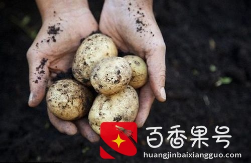 马铃薯什么时候种植？马铃薯的种植时间和方法