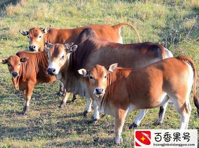 农业致富好项目有哪些？什么生意好做又赚钱？