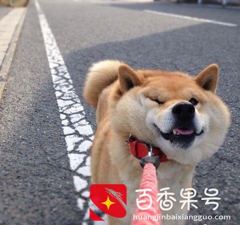 养柴犬的“6大坏处”，养了之后肠子都悔青了