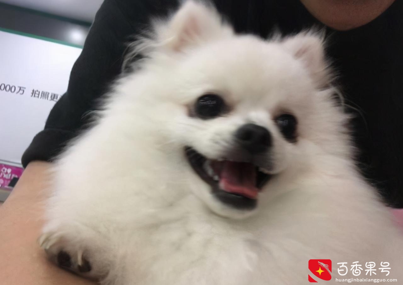 狗圈中最受欢迎的小型犬，谁是你心中的第一