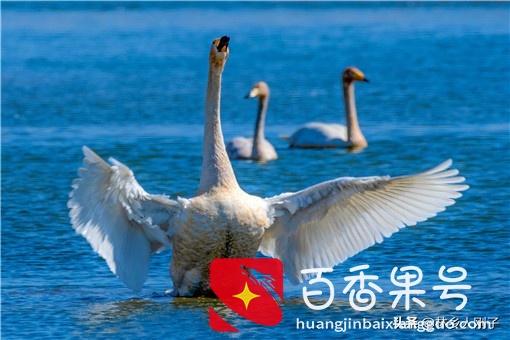 养500只鹅需多少投资？养鹅有哪些注意事项？