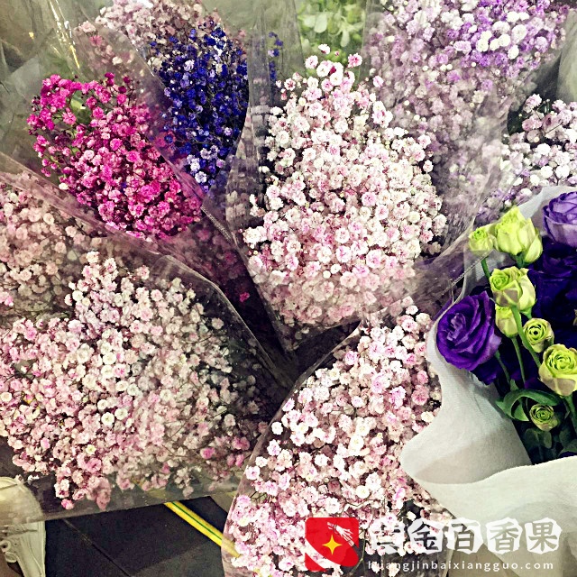 厦门大名鼎鼎的花鸟市场