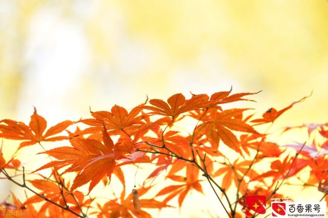 高智商的六个表现