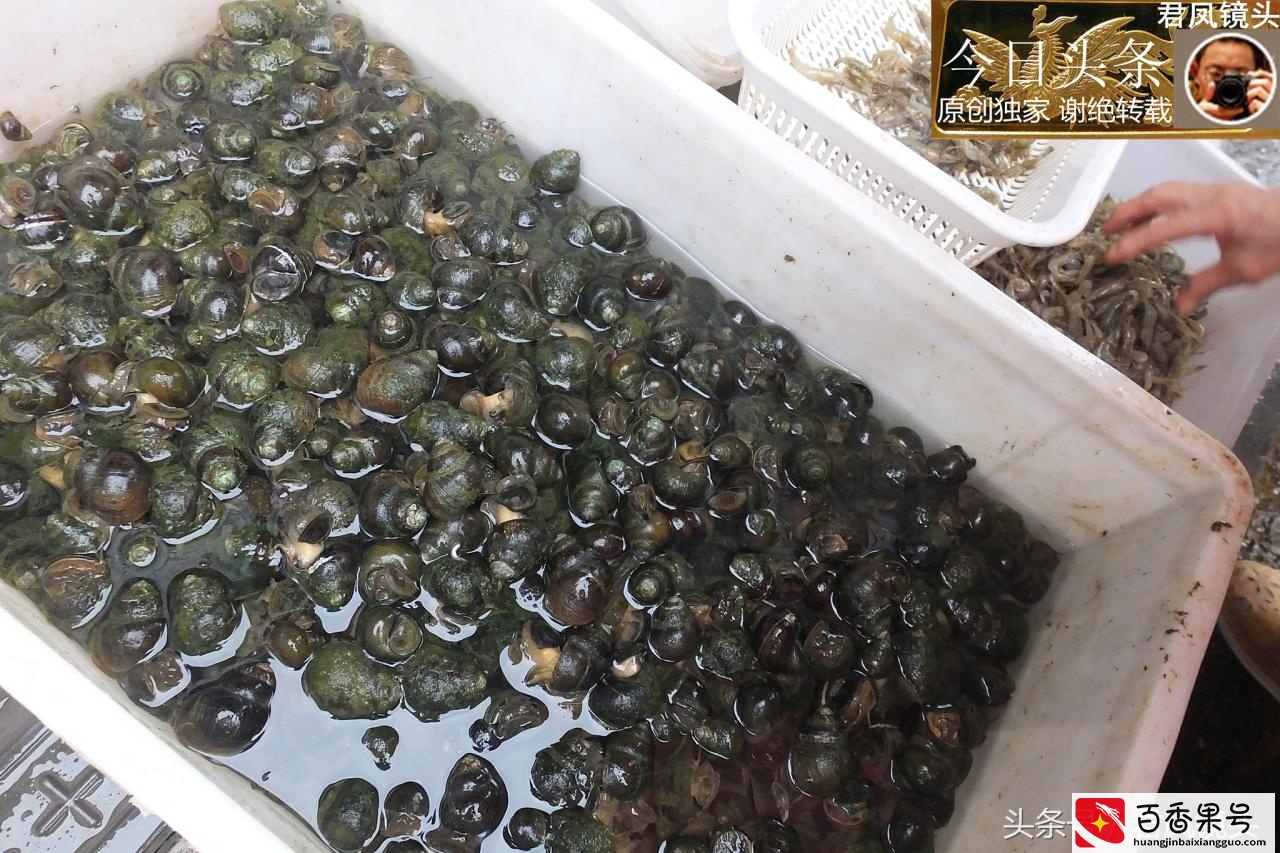 农贸市场趣图：福寿螺可以食用吗？福寿螺和田螺如何辨别？