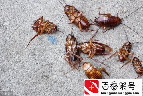 只要1个土豆，蟑螂断子绝孙，方便快捷又安全