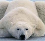 需要冬眠的动物——15种冬天冬眠的动物大盘点