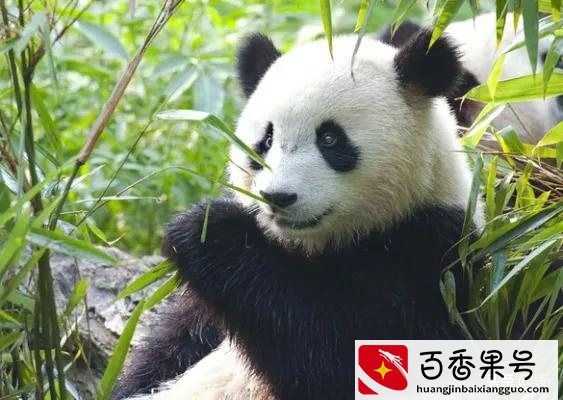 大熊猫是猫吗?为什么是国宝