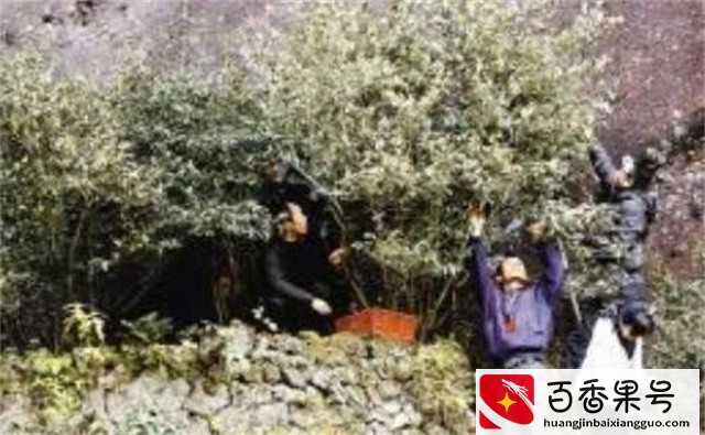 大红袍母树：一棵树一斤“树叶”价值500万