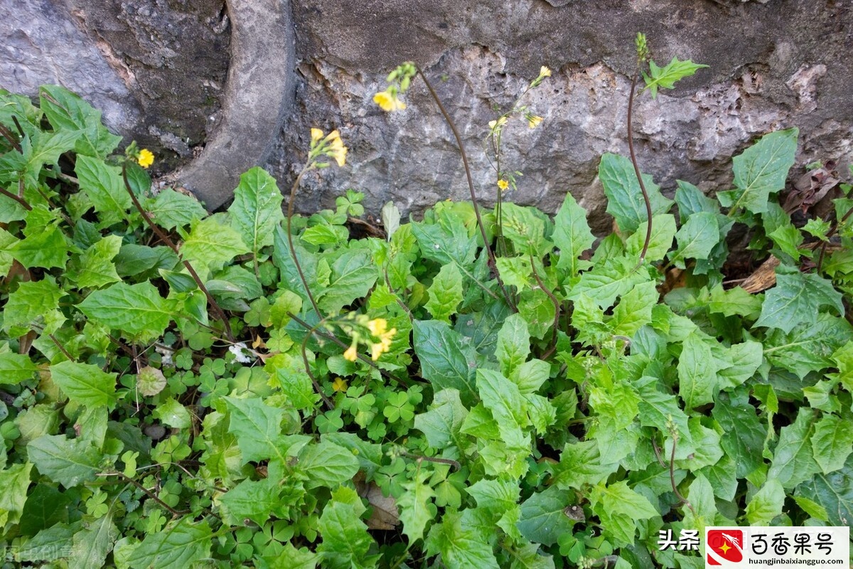 52种野菜大图片，教你认识不同的野菜和吃法，你想要的野菜这里有