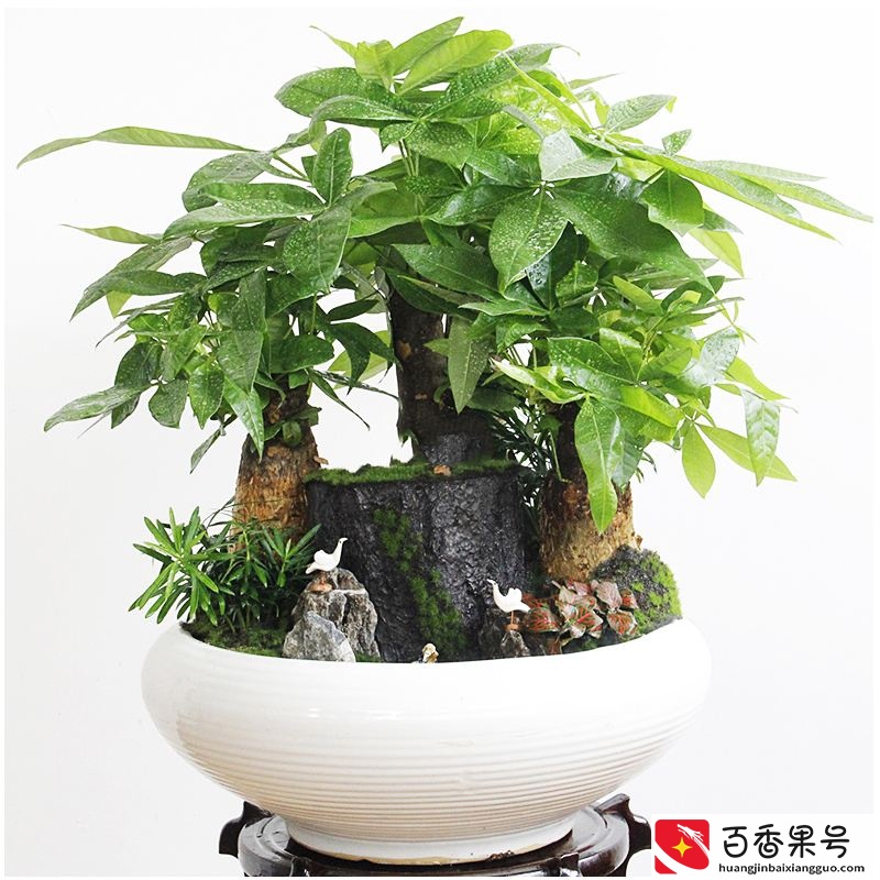 叶子都掉光了，发财树还能继续活，2个“小技巧”帮你养！