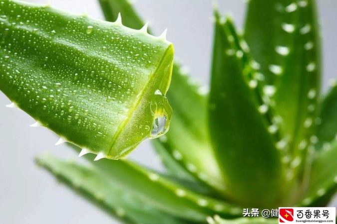长期抹芦荟胶对脸好吗？长期抹芦荟胶对脸有影响吗？