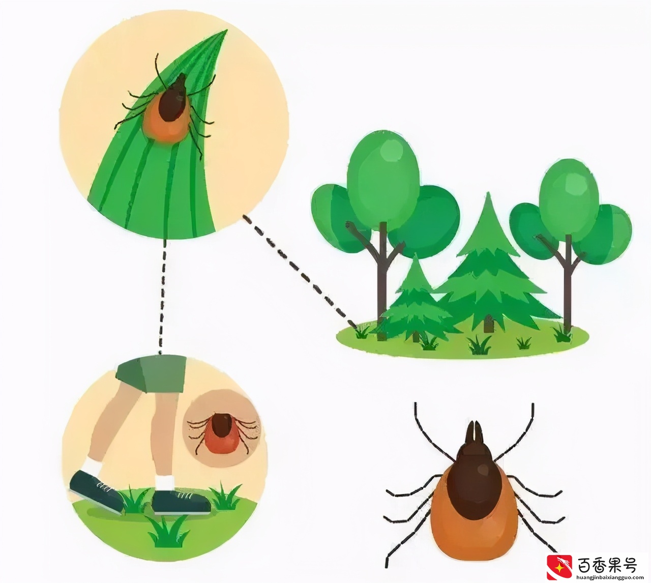 孩子被蜱（pí ）虫咬伤不疼不痒，如何一招尽早识破