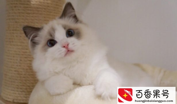 “猫中贵族”布偶猫，多少钱一只？