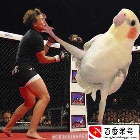 18个不能对鹦鹉做的事情「上」
