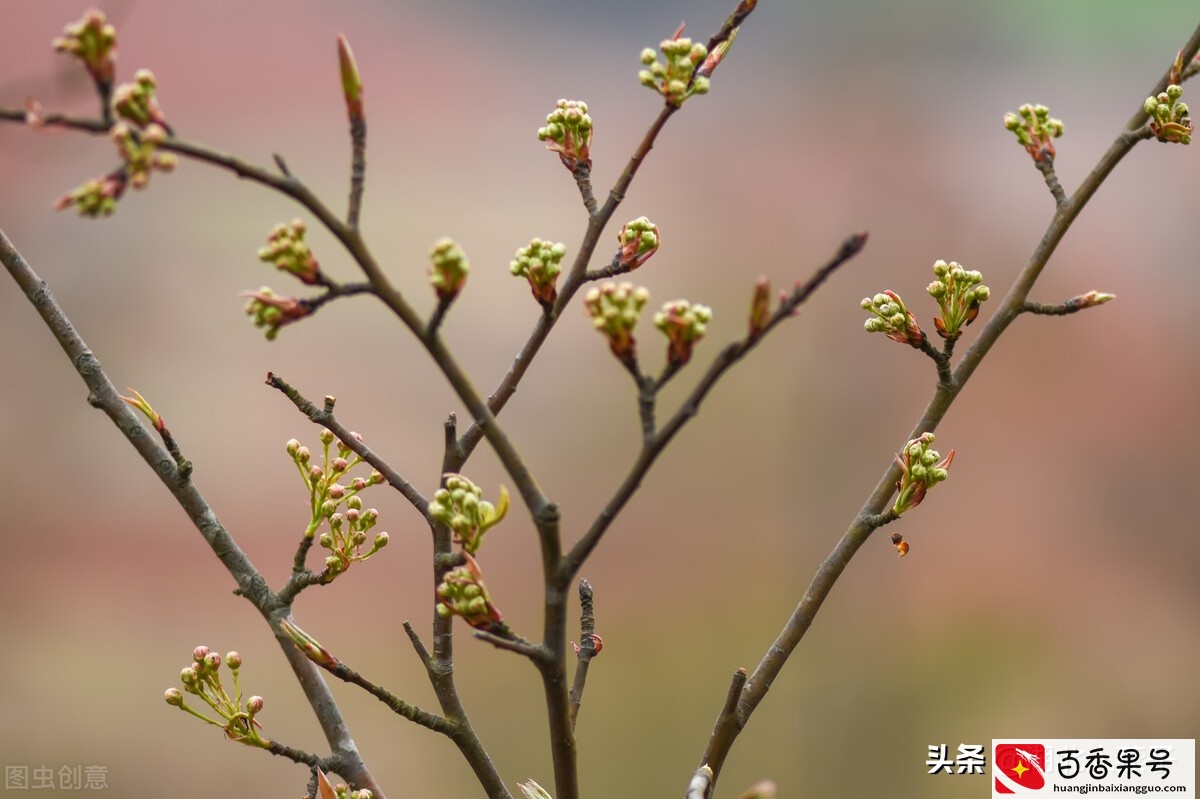 52种野菜大图片，教你认识不同的野菜和吃法，你想要的野菜这里有