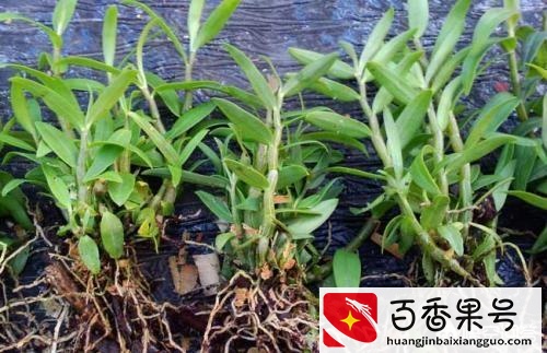 农村种植什么赚钱快