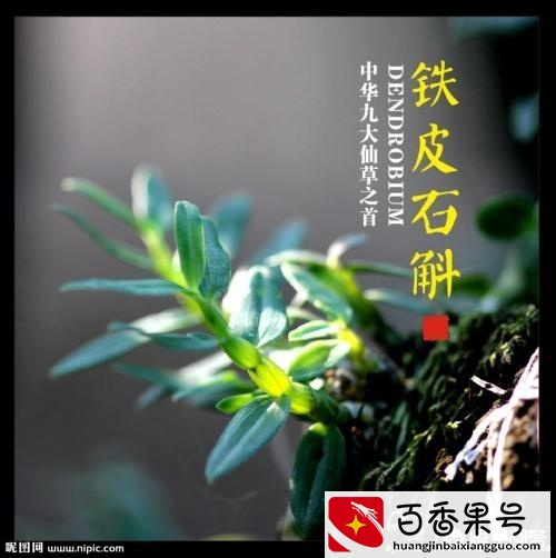 农村种植什么赚钱快