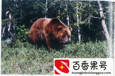 盘点近代灭绝的30种动物