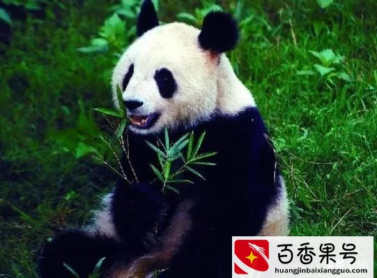 大熊猫是猫吗?为什么是国宝