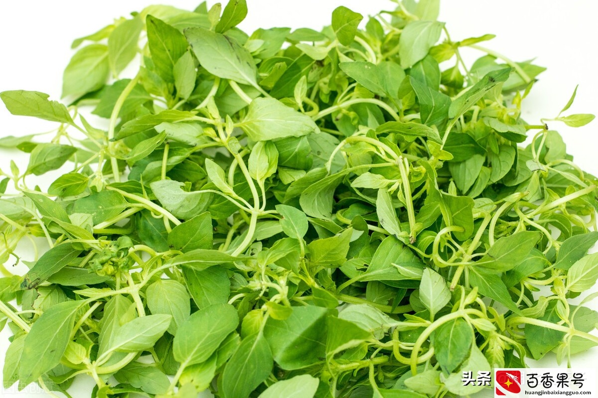 52种野菜大图片，教你认识不同的野菜和吃法，你想要的野菜这里有