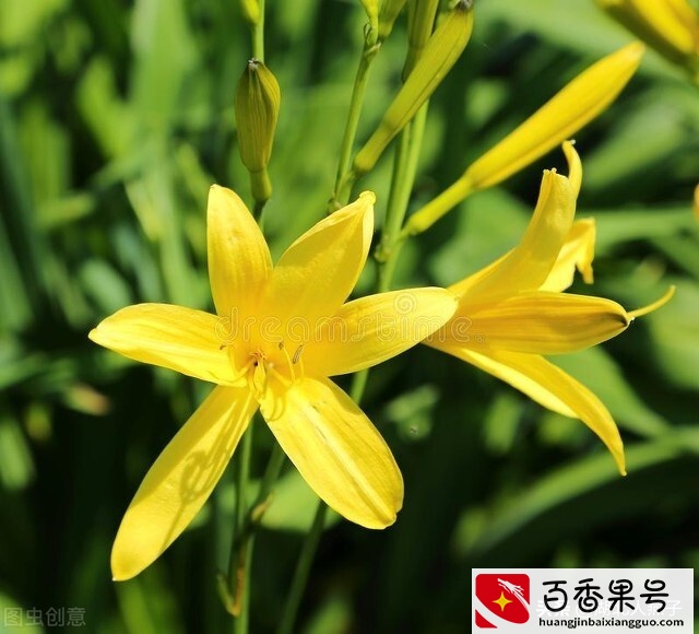 52种野菜大图片，教你认识不同的野菜和吃法，你想要的野菜这里有