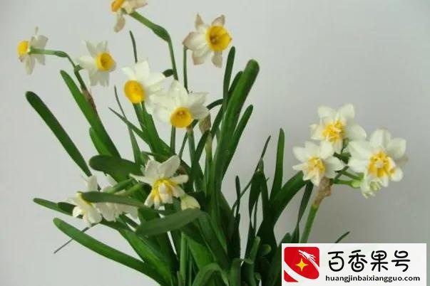 水仙花有毒吗?可以在室内养吗?
