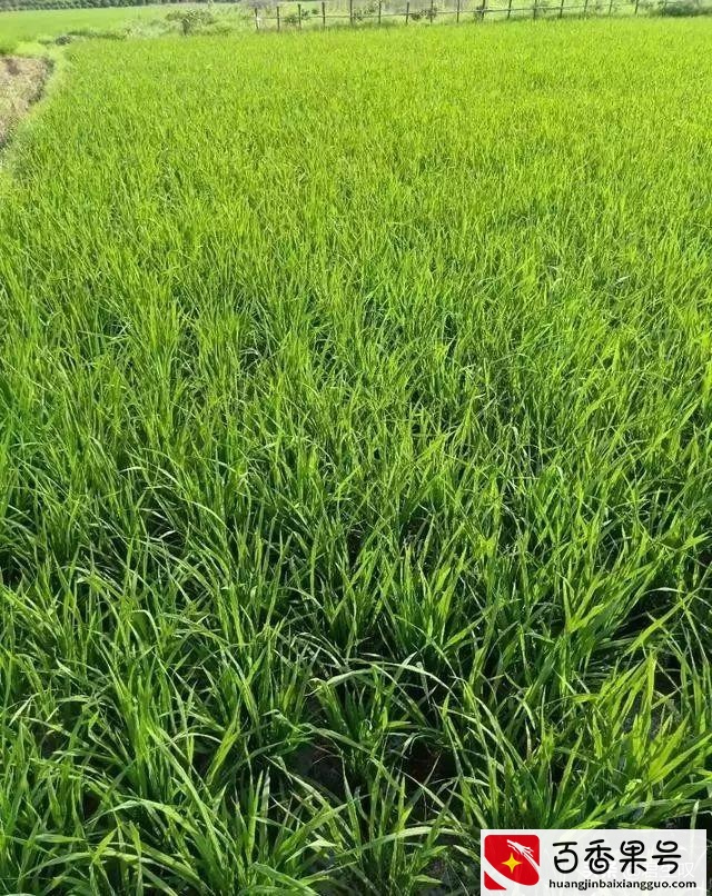 中国真的有隐藏世家么