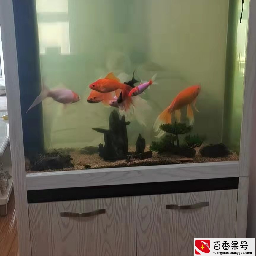 清明节，我们把家里养的鱼放生了