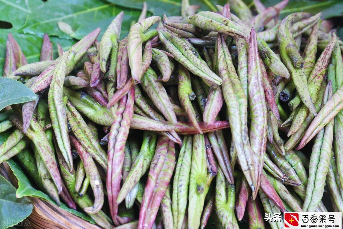 52种野菜大图片，教你认识不同的野菜和吃法，你想要的野菜这里有