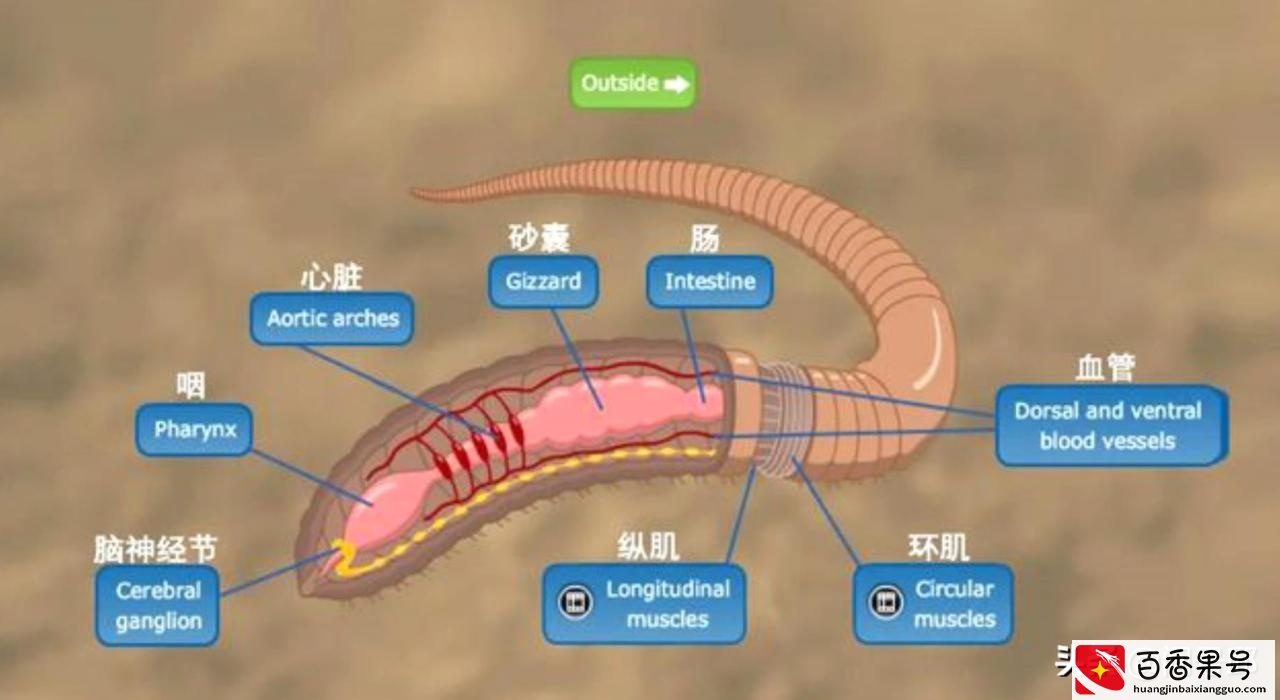 动物王国里奇怪的6种动物，它们的心脏不止一颗