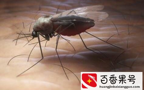 世界上最毒的蚊子咬人会死亡，毒蚊子咬了怎么消肿止痒，简单三招