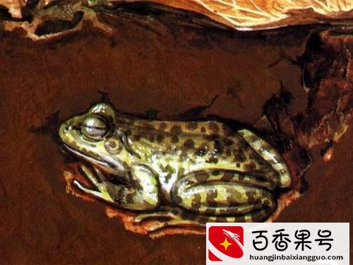 需要冬眠的动物——15种冬天冬眠的动物大盘点